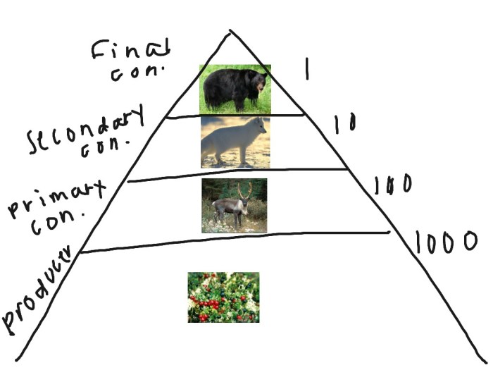 Food chains in the taiga