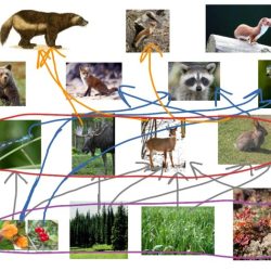 Food taiga chain web animals plants moose biome forest boreal bear examples wolf example snowshoe species taigas gray weebly snow