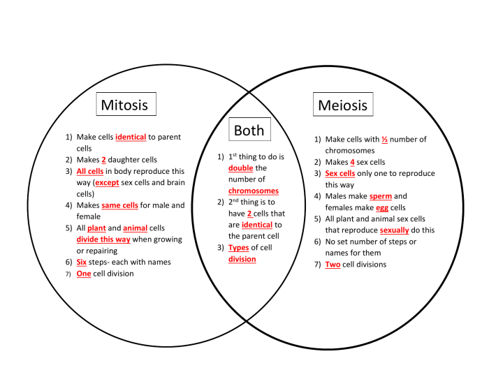 Comparing mitosis meiosis worksheet answers