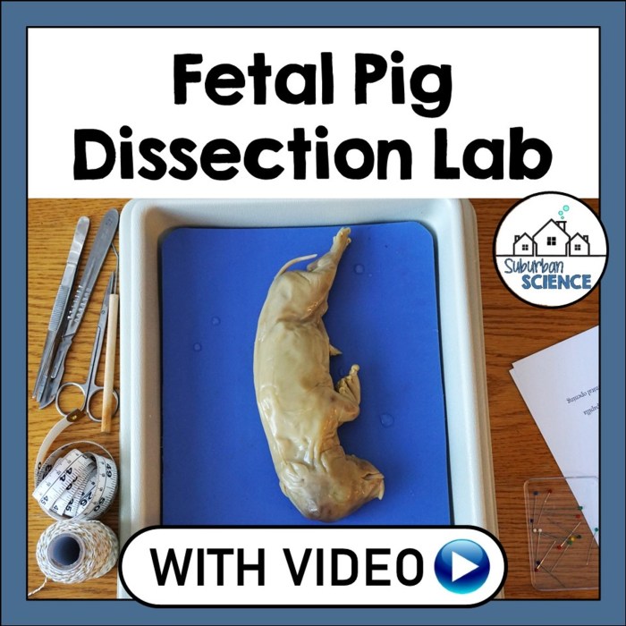 Post lab questions frog dissection