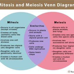 Comparing mitosis meiosis worksheet answers