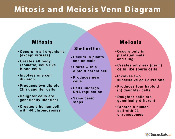 Comparing mitosis meiosis worksheet answers