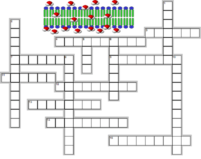 Diffusion and osmosis crossword answer key