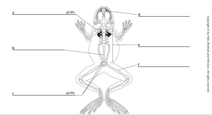 Post lab questions frog dissection