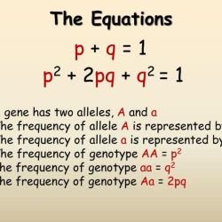 Hardy weinberg equilibrium gizmo answers