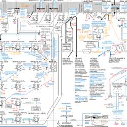 Consider the biochemical pathway a-e1- b-e2- c