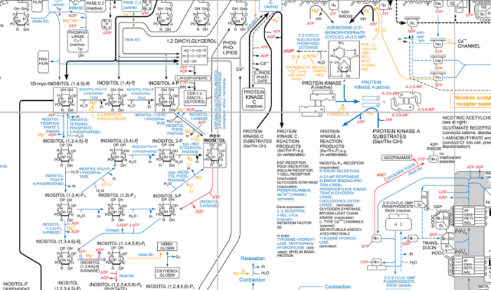 Consider the biochemical pathway a-e1- b-e2- c