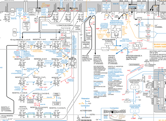 Consider the biochemical pathway a-e1- b-e2- c