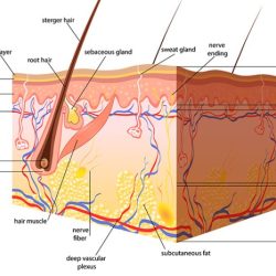 Label the structures of the skin and subcutaneous tissues