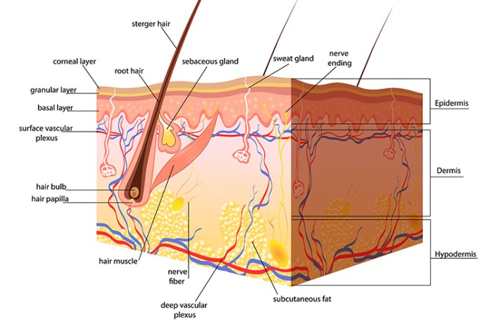 Label the structures of the skin and subcutaneous tissues