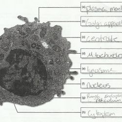 Label the transmission electron microscope image of a chloroplast below