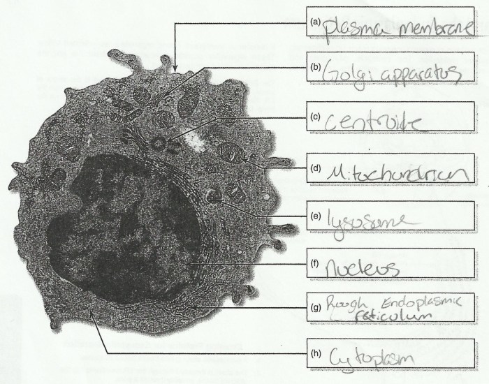 Label the transmission electron microscope image of a chloroplast below