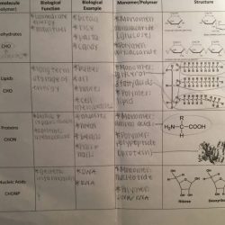 Amoeba sisters biomolecules worksheet answers