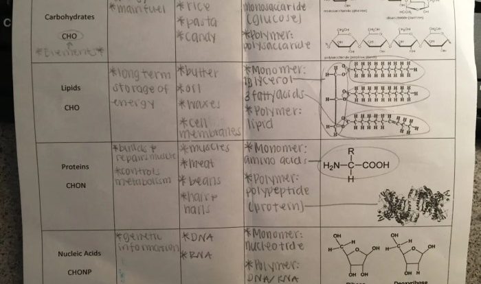 Amoeba sisters biomolecules worksheet answers