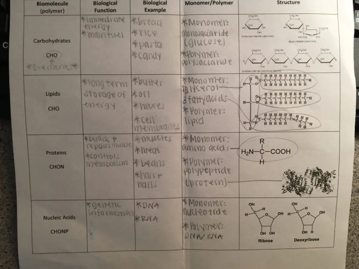 Amoeba sisters biomolecules worksheet answers