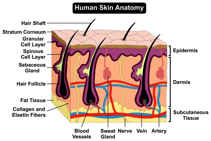 Tissue anatomy epidermis adipose sebaceous layer glands hypodermis dermis shareasale structure