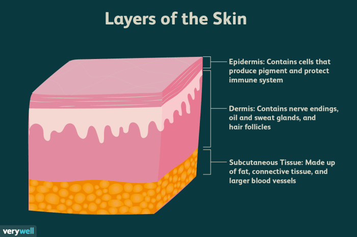 Skin anatomy diagram human hair glands sweat structure dermis merocrine epidermis layers body sebum pore system cells do work labeled