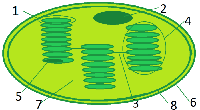 Label the transmission electron microscope image of a chloroplast below